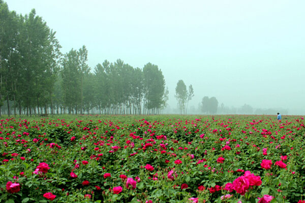 玫瑰种植基地